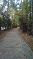 The Woodlands in the Fall